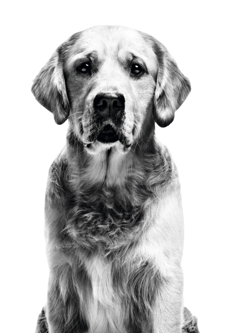 Royal Canin - Kuponing - tło pies
